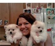 male and female pomeranian puppies for sale