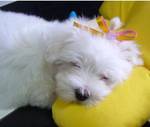 charming and adorable maltese puppies for adoption