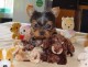Affectionate Yorkie Puppy for adoption