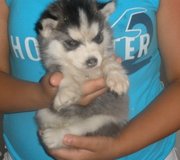 Blue Eyes Siberian Husky Puppies For adoption